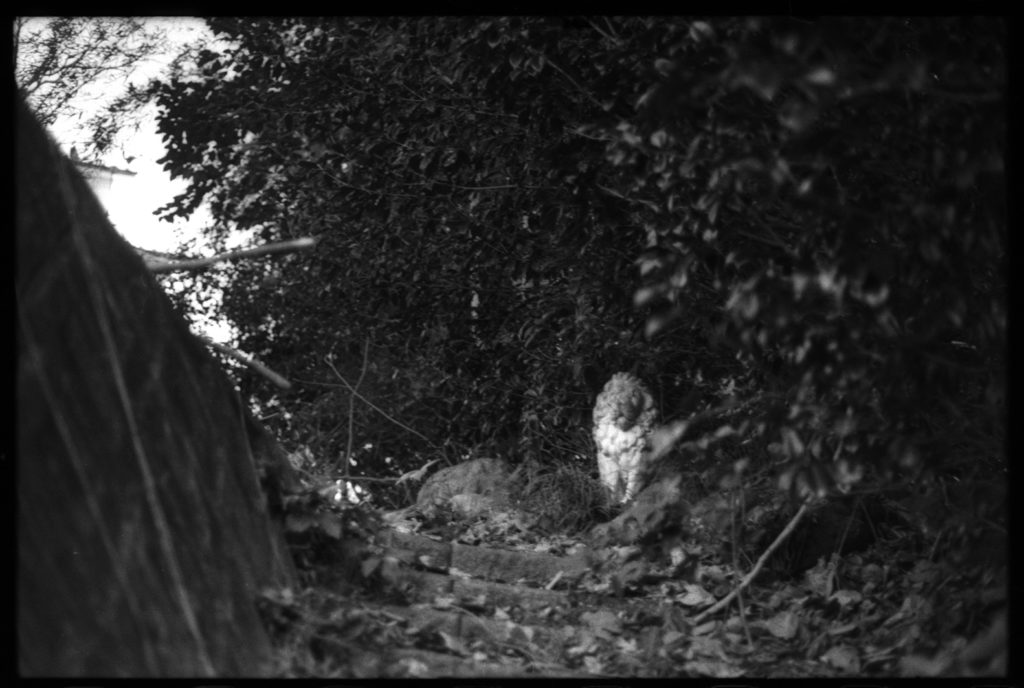 the entrance of the house in the weeds